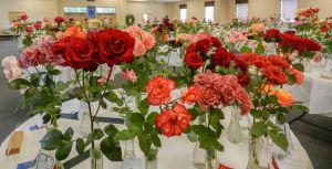 37th Rose Show will be May 18-19 at Fayetteville...