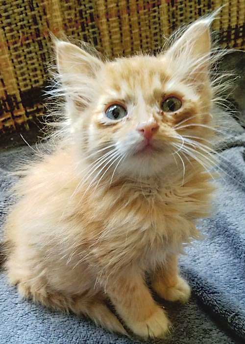 Fayette grapples with animal shelter kill policy