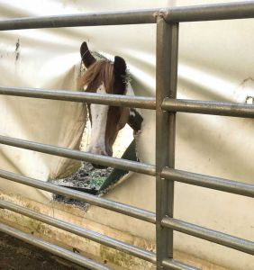 Horse helpers need help after Irma’s damage