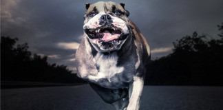 Bulldog running toward camera. Photo/Shutterstock.