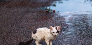 New Fayette ordinance to deal with feral cats. Photo/Shutterstock.