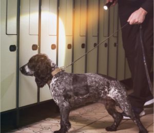 Drug-, weapon-sniffing dogs set to visit Fayette...