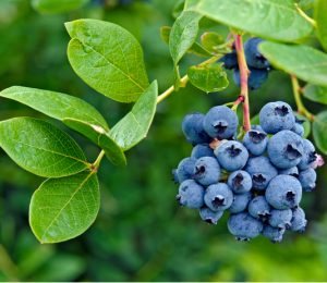 Pick blueberries at Real Life Orchard