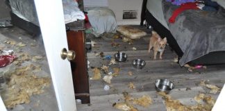 A bedroom inside the 2,000 sq. ft. home showing one of the 10 dogs rescued by authorities, as well as the animals’ mess on the floor and bed. Photo/Submitted.