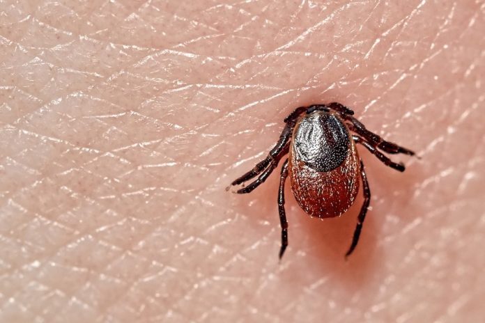 Tick on human skin. Photo/Shutterstock.