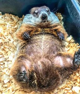 Coney the groundhog to predict 2022 Super Bowl w...
