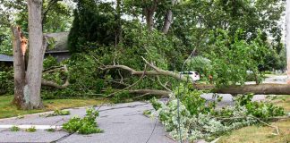 Tree damage following a storm. Shutterstock image.