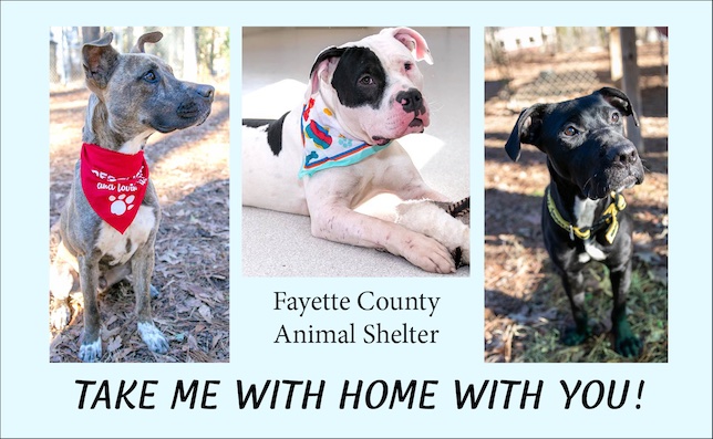 Fayette Animal Shelter has these dogs ready to g...