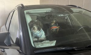 Unrepentant Coweta animal hoarder takes his show...