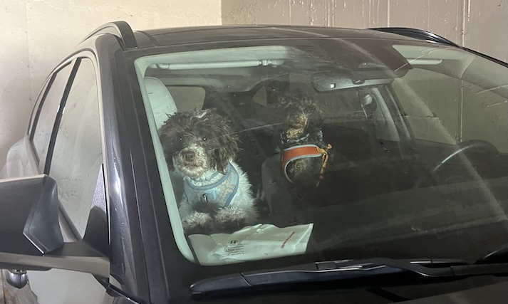 Unrepentant Coweta animal hoarder takes his show...