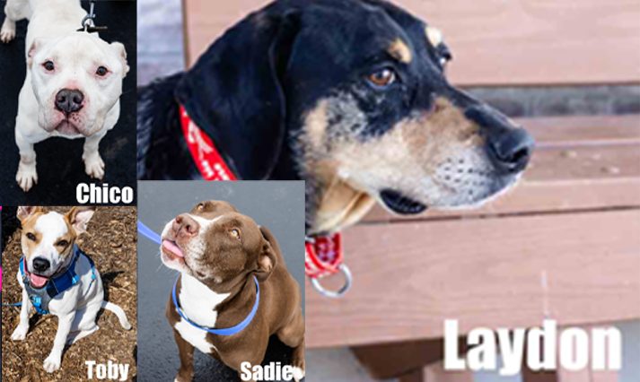 Plans approved, dog bite and parvo outbreak at F...