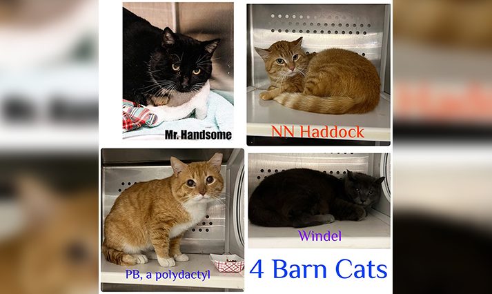 Get a Pet of the Week, Barn Cats