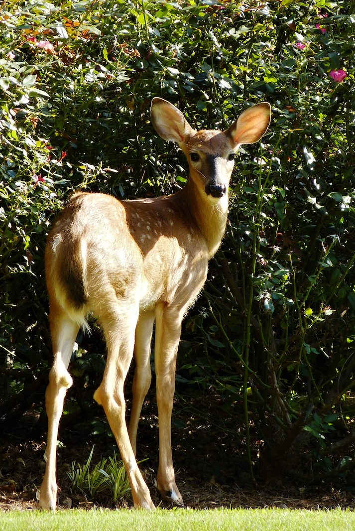 Garden Views: Deer Proofing Your Garden