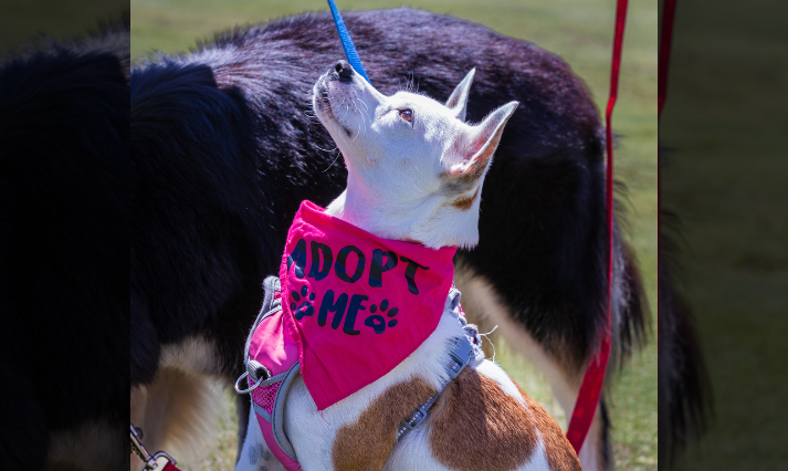 Fayette Humane Society Swings into Action with t...