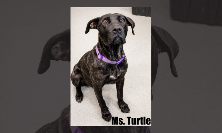 Get a Pet of the Week, Ms. Turtle
