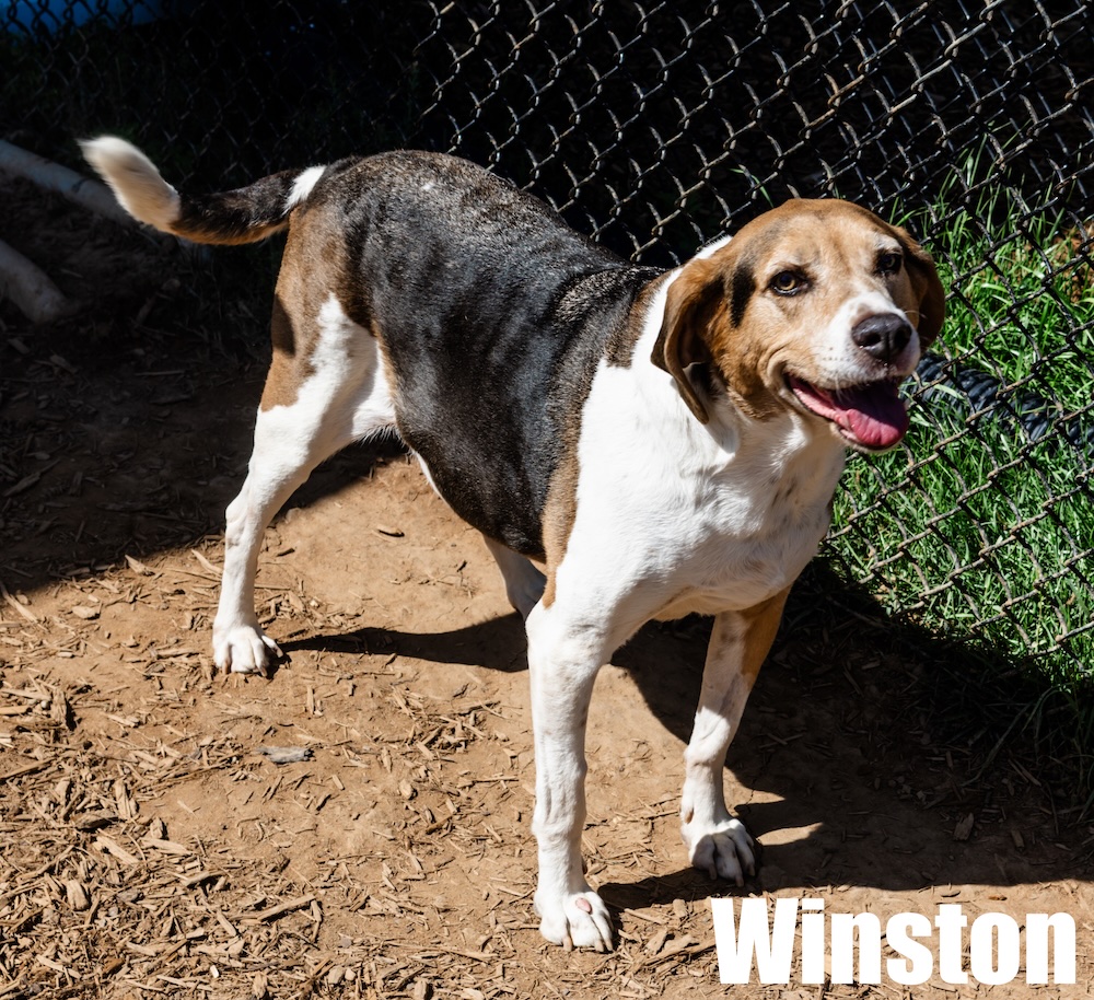 Get A Pet of the Week, Winston