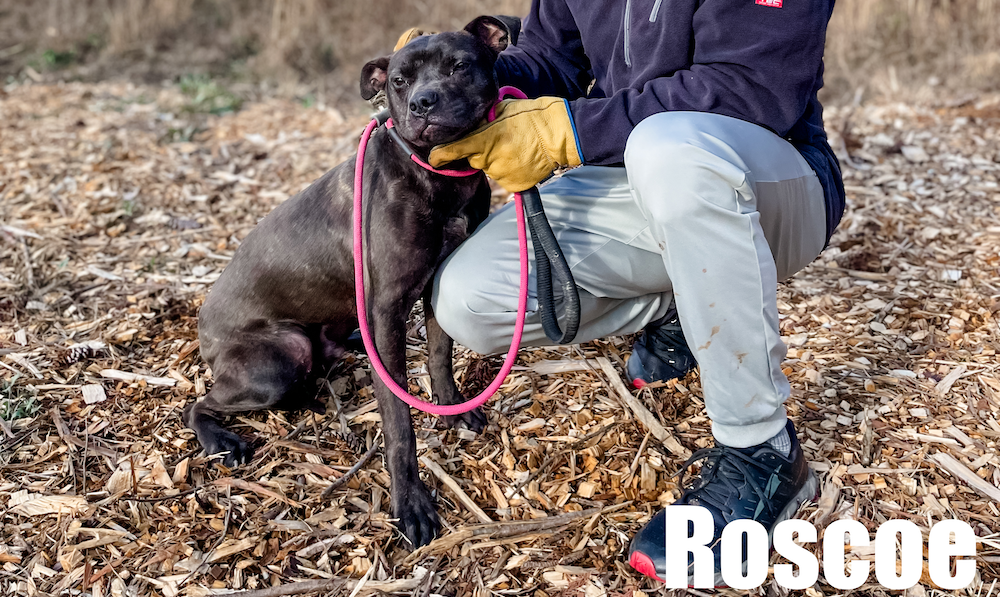 Get a Pet of the Week, Roscoe
