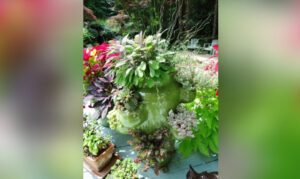 Start your own Kitchen Garden – Plant Herbs in Pots