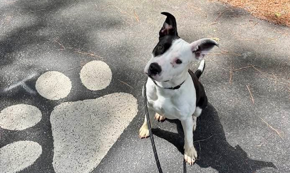 Get a Pet of the Week, May