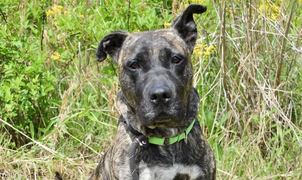 Lady Diana: Regal, Resilient, and Ready for Her ...