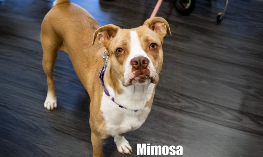 Get a Pet of the Week, Mimosa