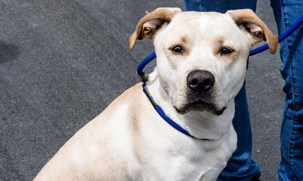 Get a Pet of the Week, Romeo