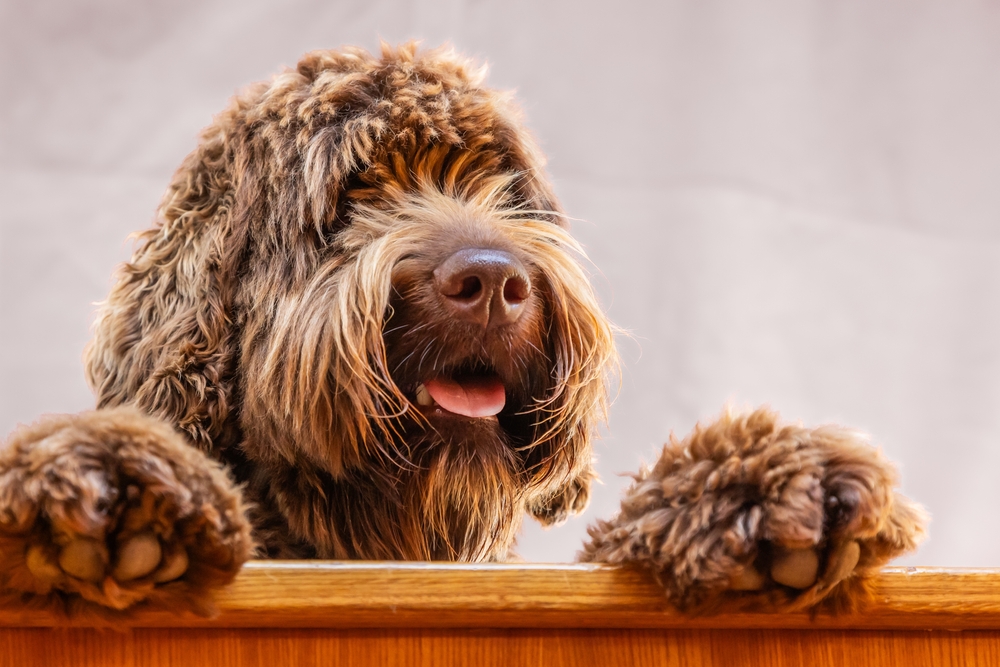 Georgia Passes New Law to Shut Down Puppy Mill P...