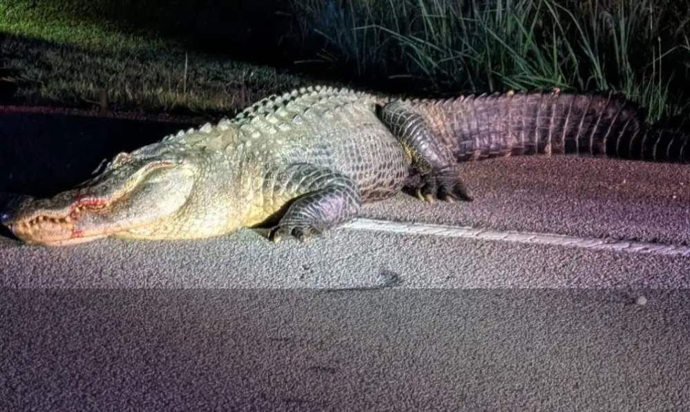 Flat Creek Floyd, beloved alligator of Peachtree...