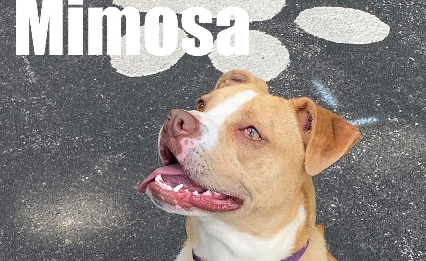 Mimosa: Sweet, Bubbly, and Lots of Fun