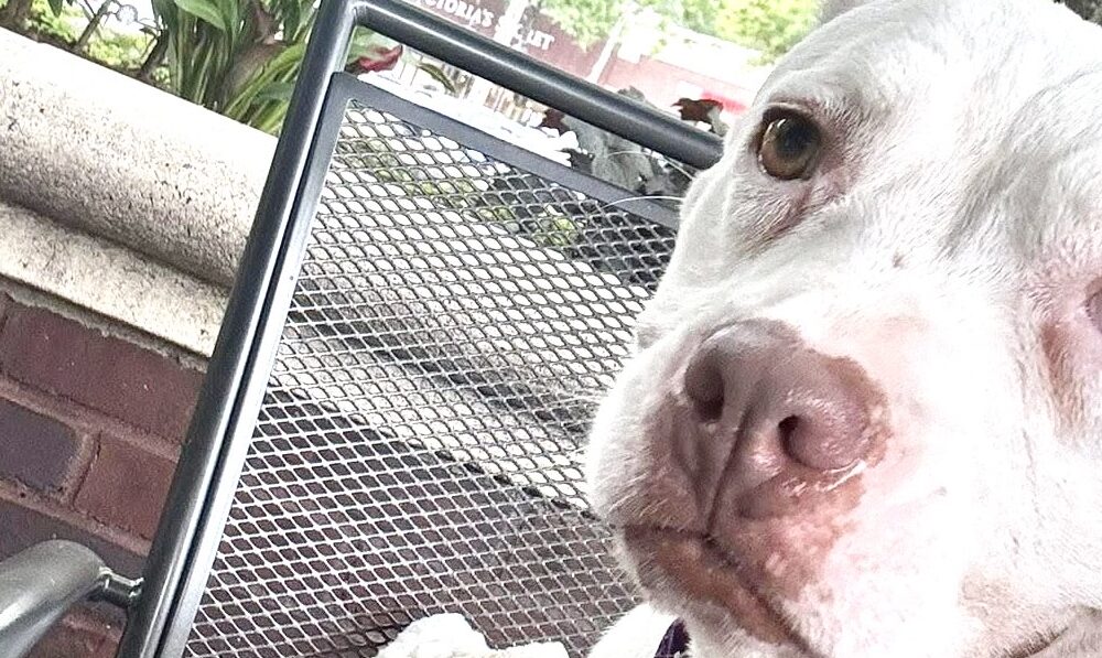 Get a Pet of the Week: Bella