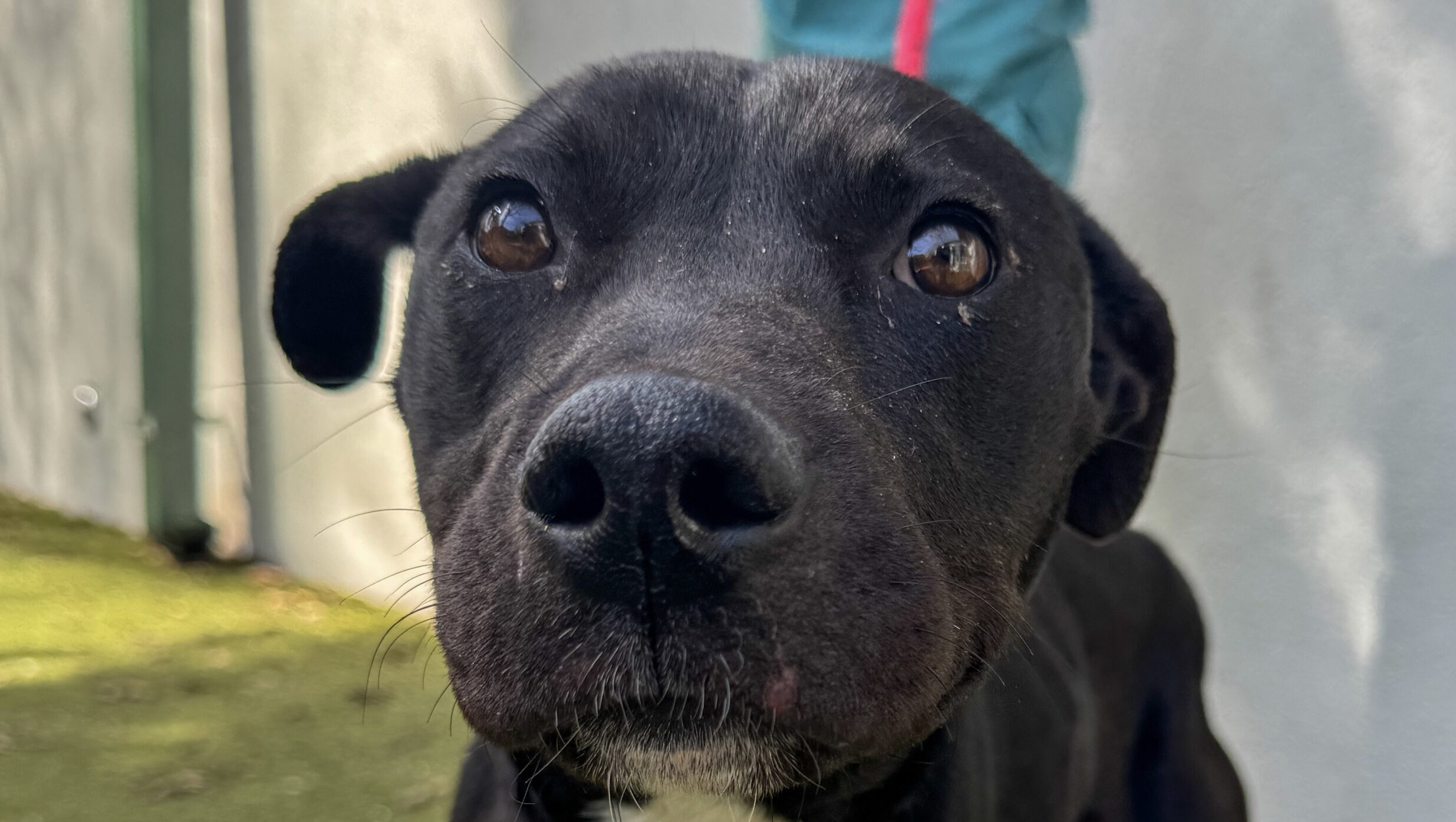 Get a Pet of the Week: Boots