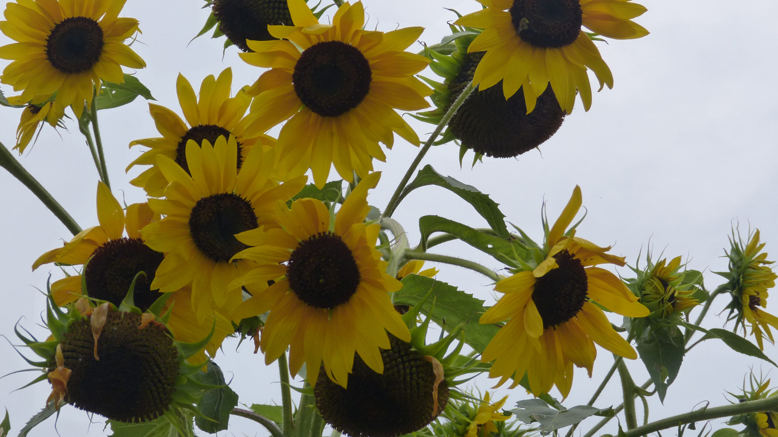 Garden Views: Blooming Plants that take the Heat