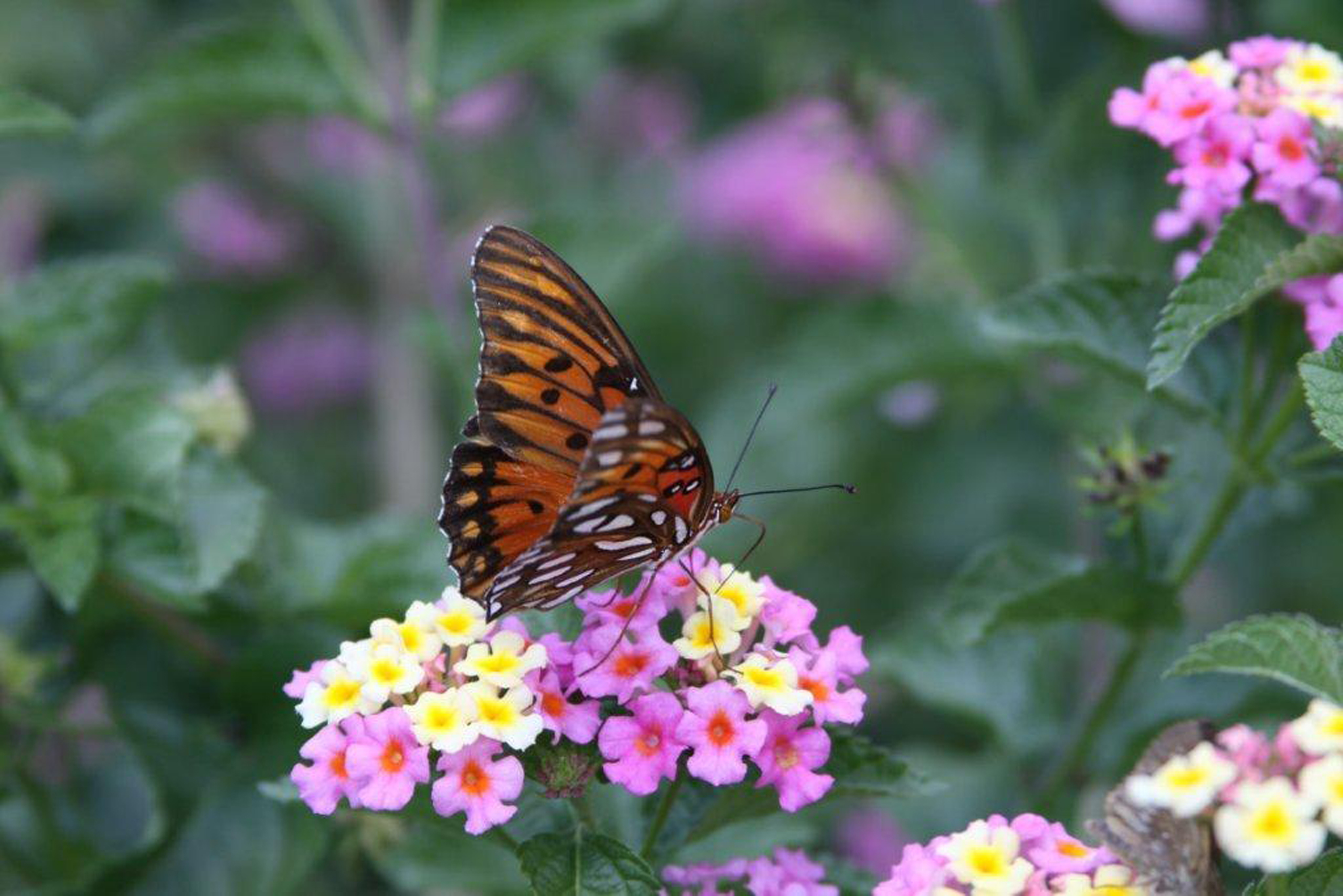 Garden Views: Tips to Create a Butterfly-Friendl...