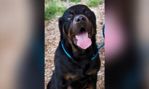 Get a Pet of the Week: King, Gentle Giant with a...
