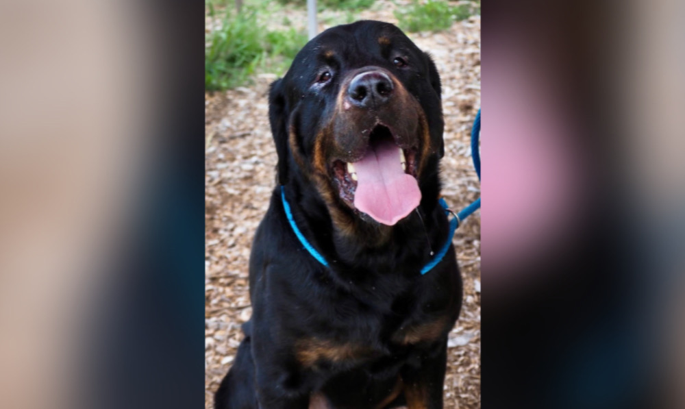 Get a Pet of the Week: King, Gentle Giant with a...