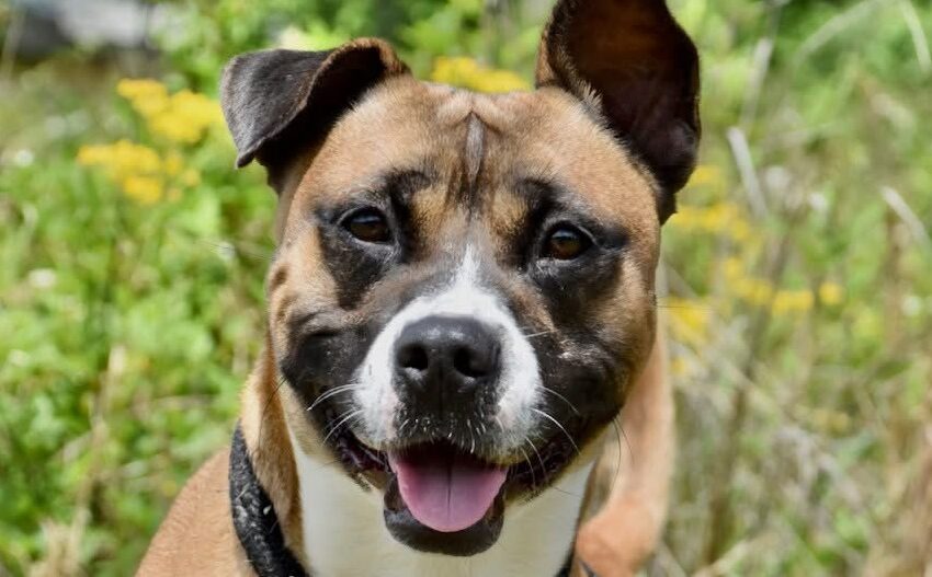 Meet Archie — Handsome, Happy, and Hoping for a ...