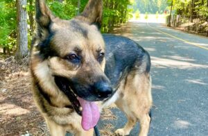 Get a Pet of the Week: Deochi – Polite, Pl...