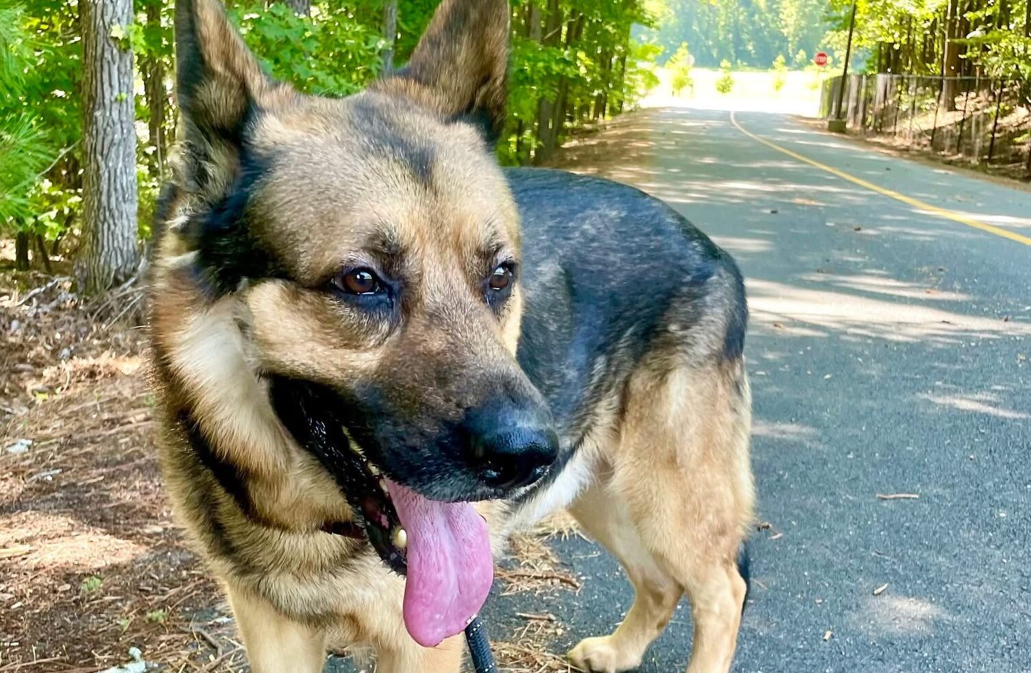 Get a Pet of the Week: Deochi – Polite, Pl...