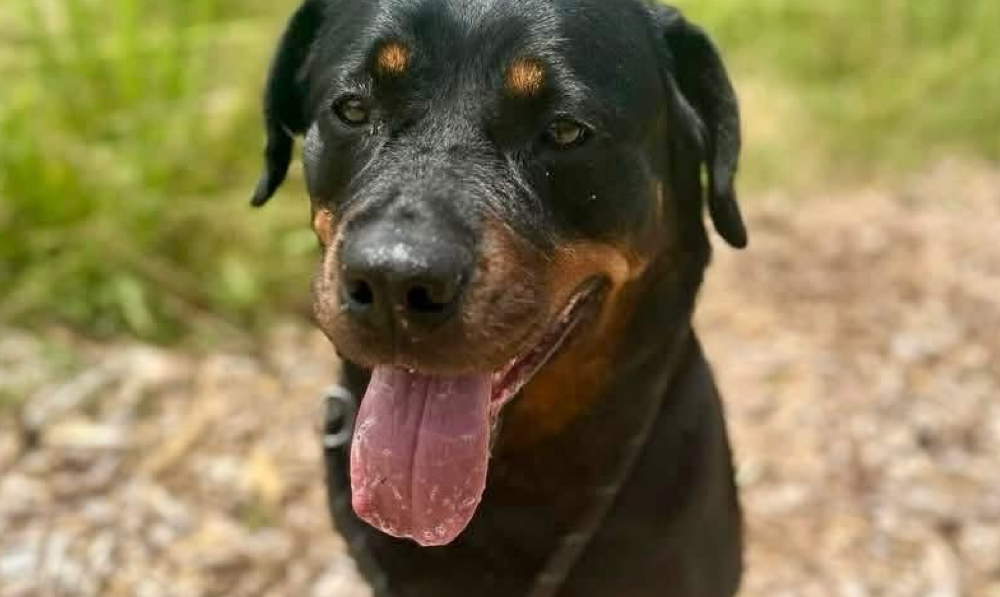 Get a Pet of the Week, Milam