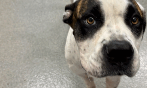 Get a Pet of the Week, Cookie