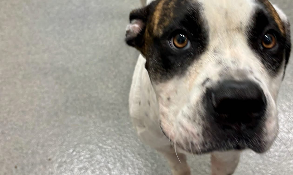 Get a Pet of the Week, Cookie