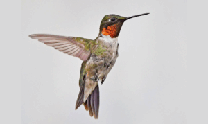Buzzing Beauties: The Magic of Hummingbirds