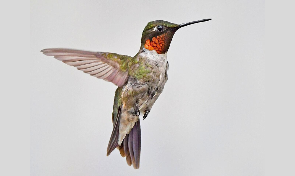 Buzzing Beauties: The Magic of Hummingbirds
