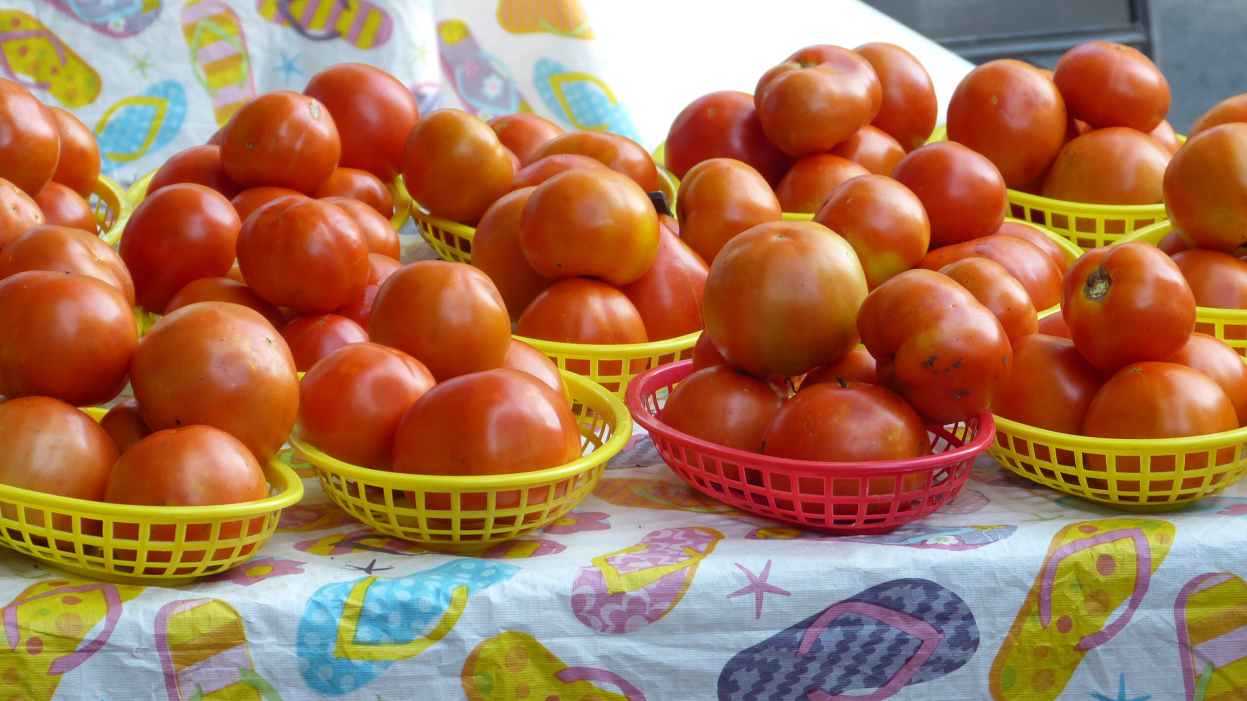 Garden View: It’s Tomato-Growing and Tomato-Tast...