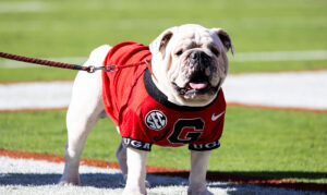 Garden Views – Gardening During the Dog Da...