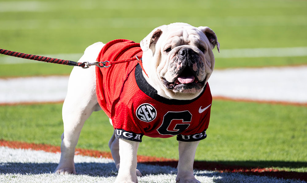 Garden Views – Gardening During the Dog Da...