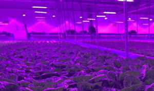 Alō Farms Foundation-extending the fruitfulness ...