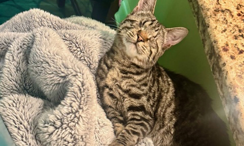 A Kitten Called Gretel