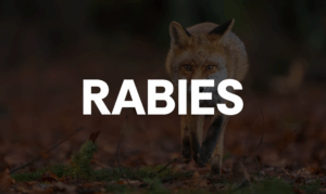 Fox in Peachtree City tests positive for rabies ...