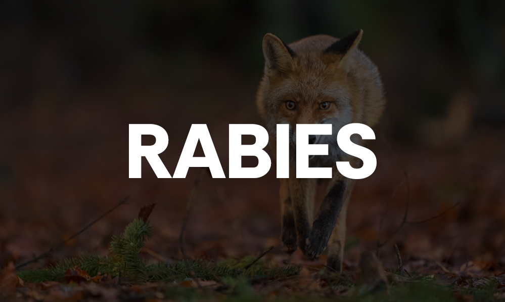 Fox in Peachtree City tests positive for rabies ...